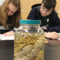 students working on herpetology event